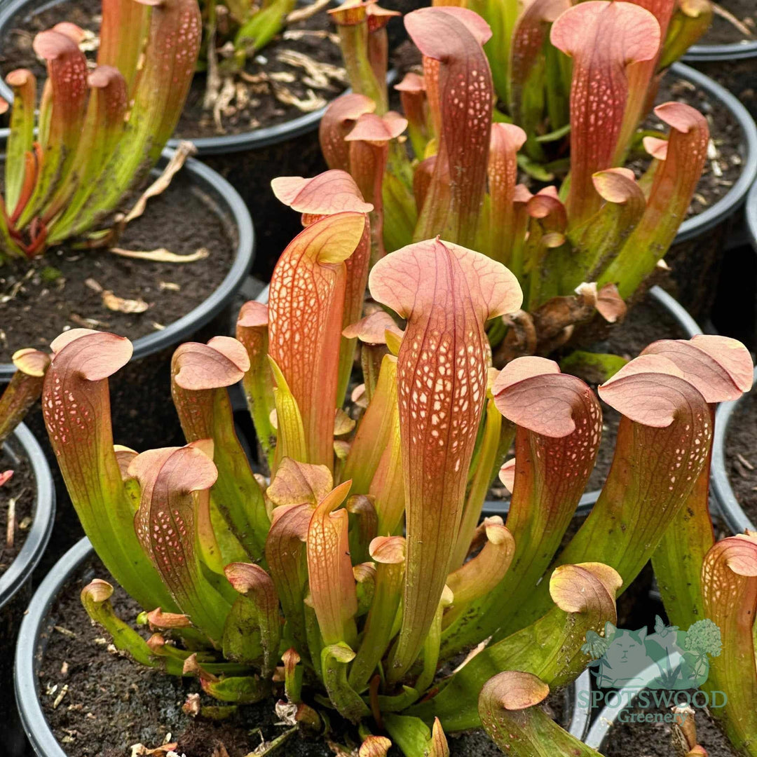 sarracenia-bug-bat