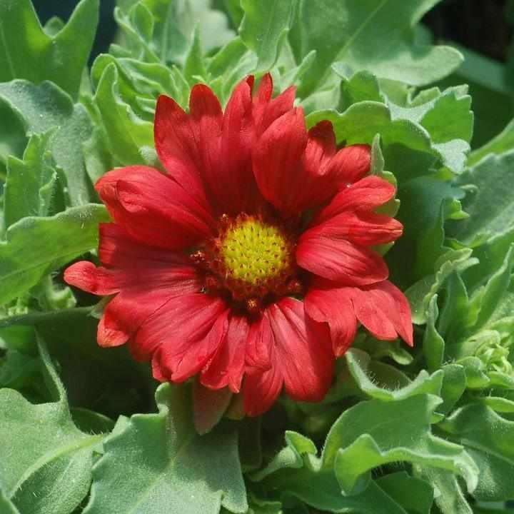 Burgundy Blanket Flower