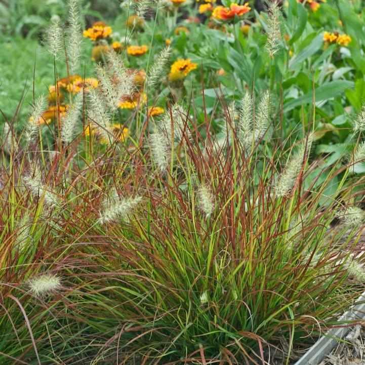 Burgundy Bunny Fountain Grass
