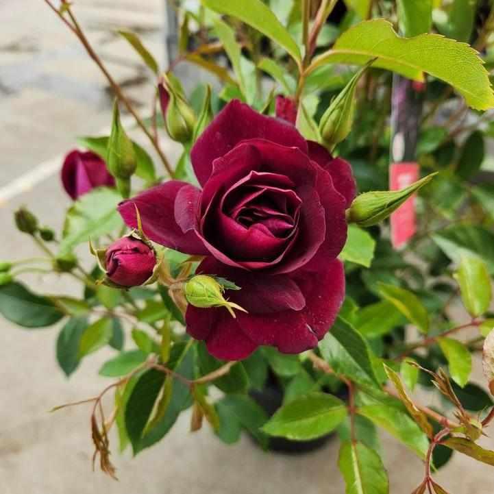 Burgundy Iceberg Floribunda Rose