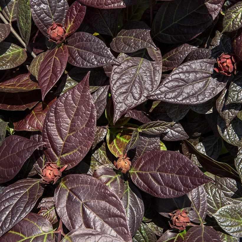 Burgundy Spice Sweet shrub