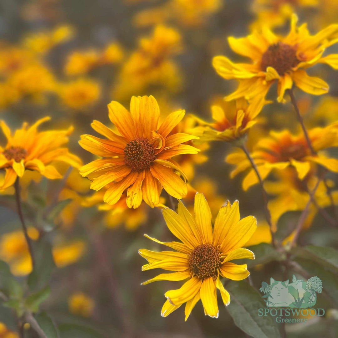 heliopsis-helianthoides-burning-hearts