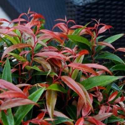 Burning Love Japanese Leucothoe