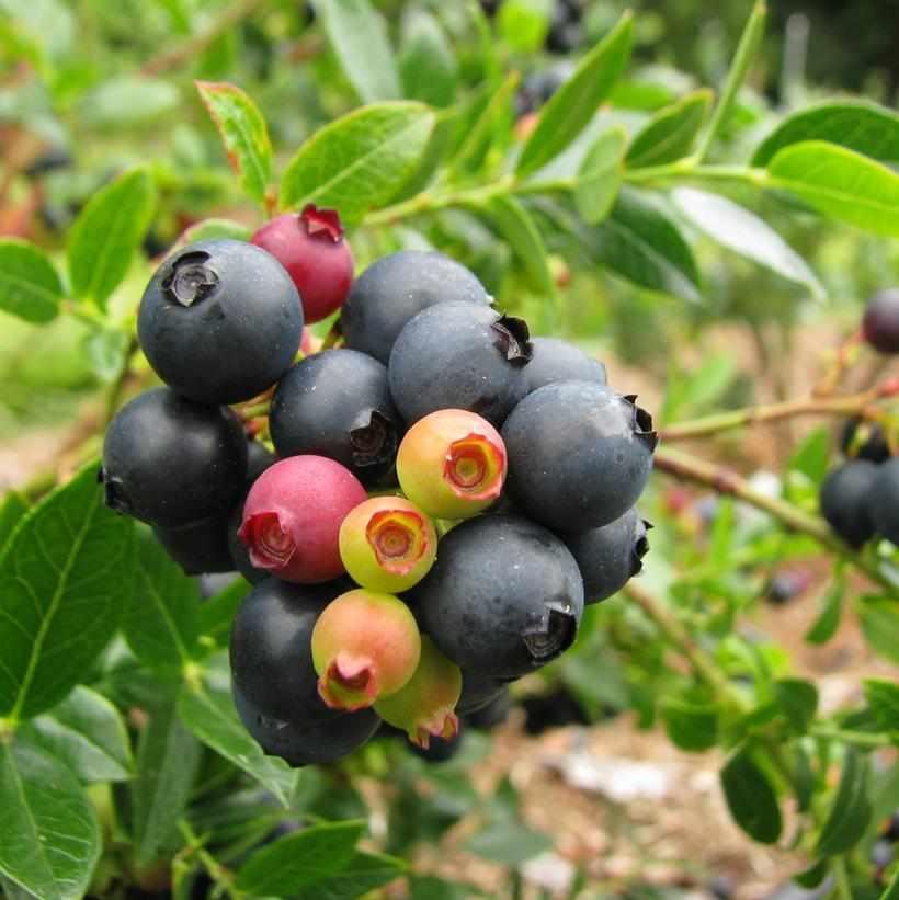 Bushel and Berry® BerryBux® Blueberry