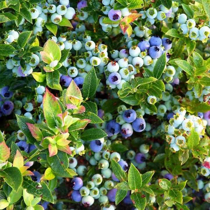 Bushel and Berry® Jelly Bean® Blueberry