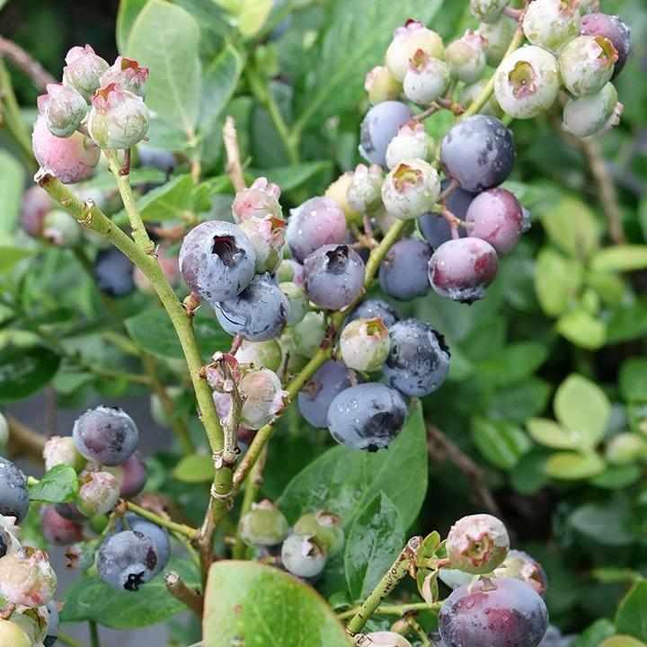 Bushel and Berry® Peach Sorbet® Blueberry
