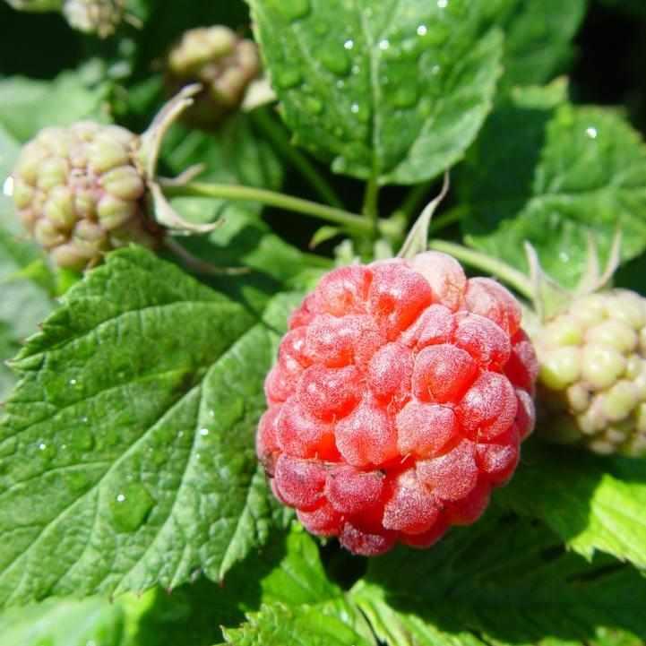 Bushel and Berry® Raspberry Shortcake® Raspberry