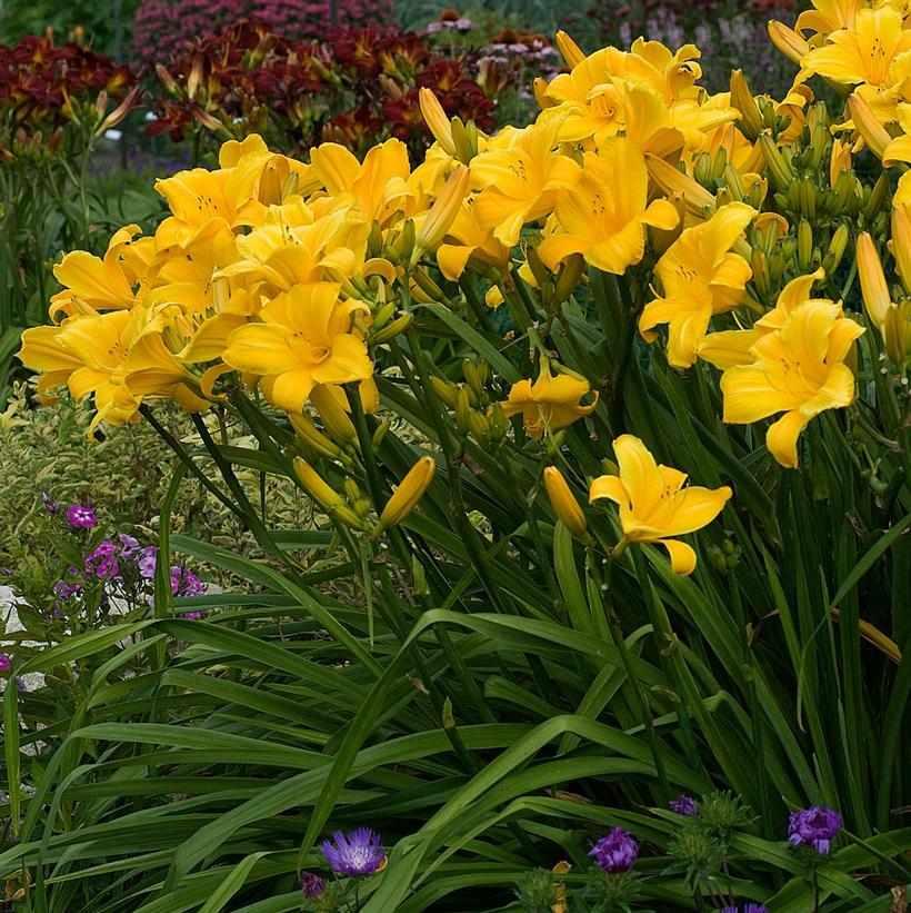 Buttered Popcorn Daylily