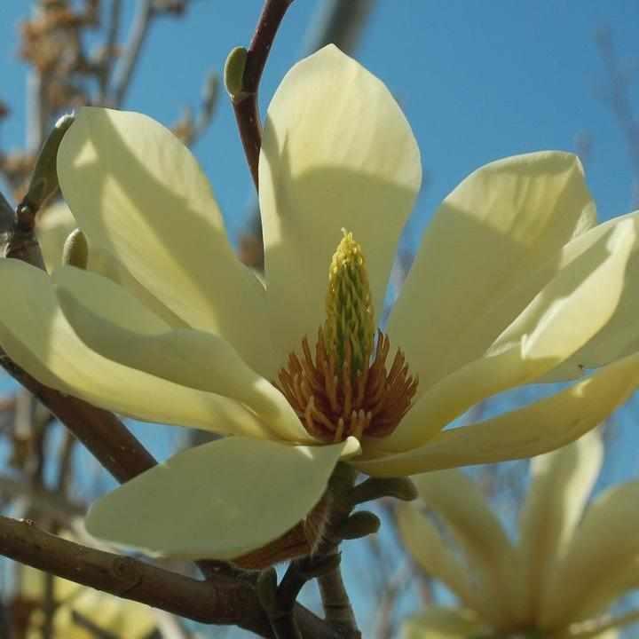 Butterflies Magnolia