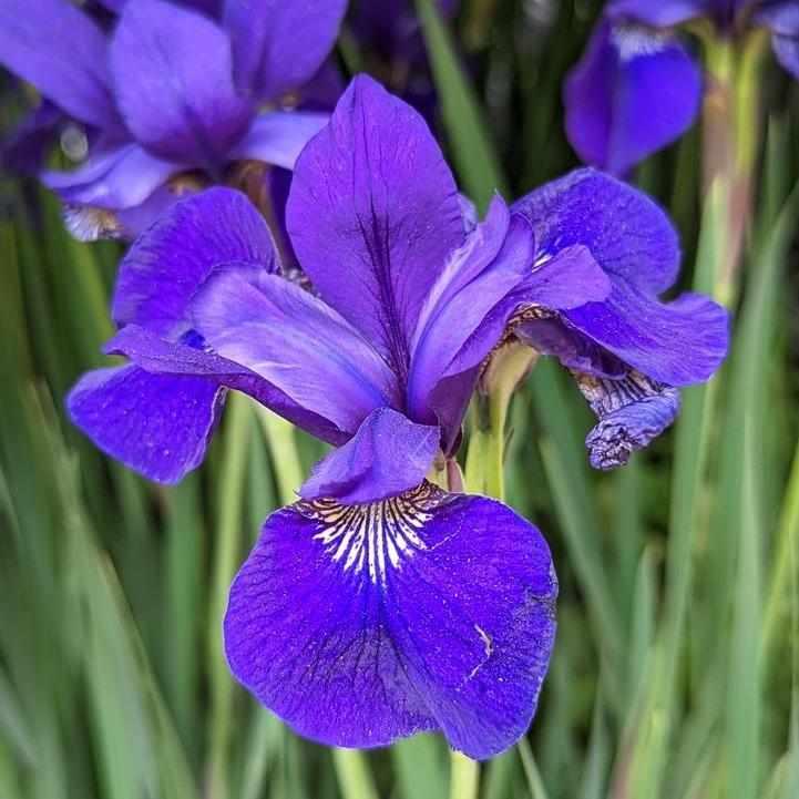 Caesars Brother Siberian Iris