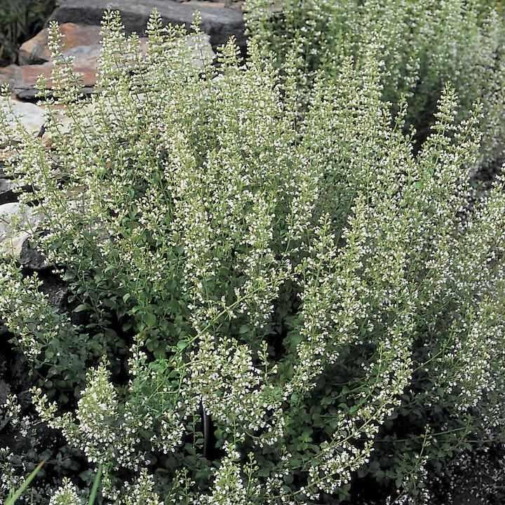Calamint