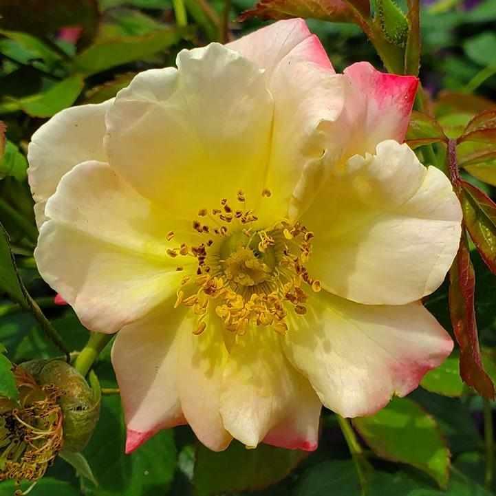 Campfire Rose