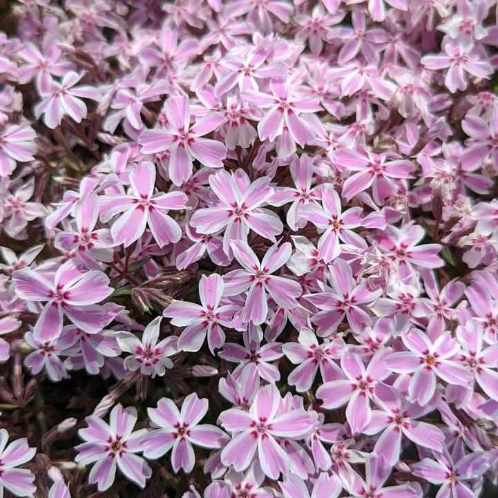 Candy Stripe Moss Phlox