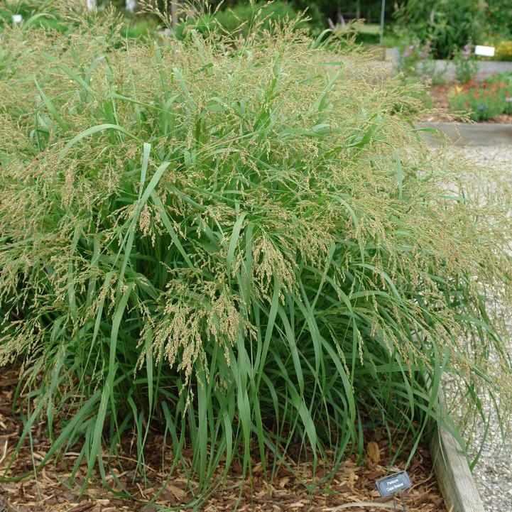Cape Breeze SwitchGrass