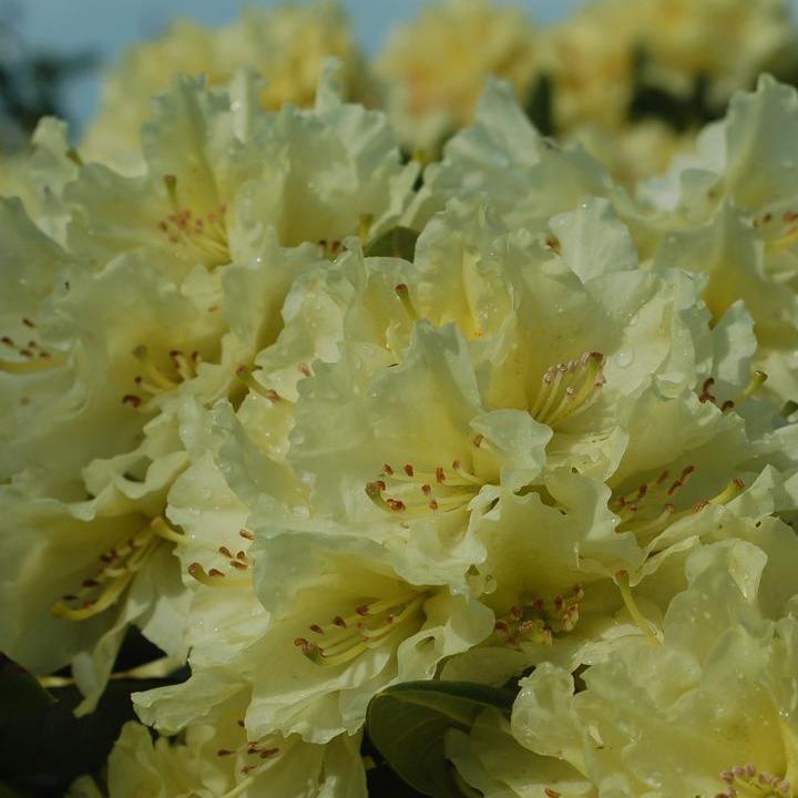 Capistrano Rhododendron