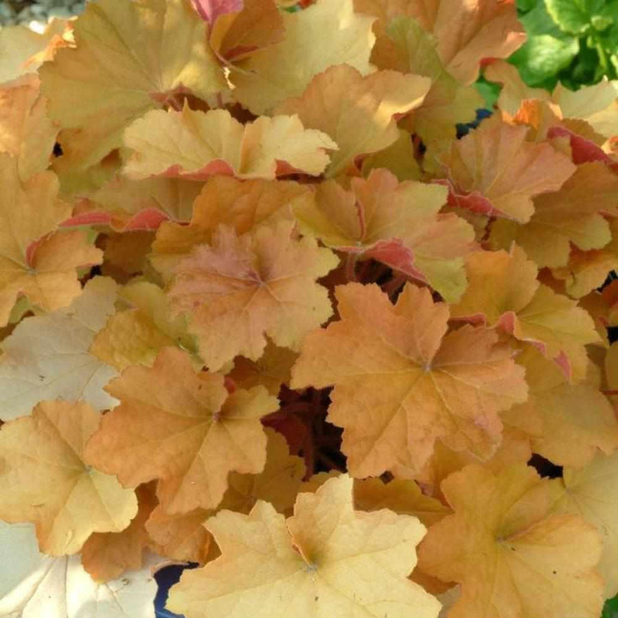 Caramel Coral Bells
