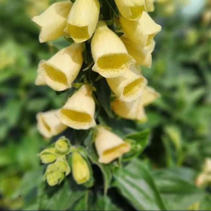 Carillion Foxglove