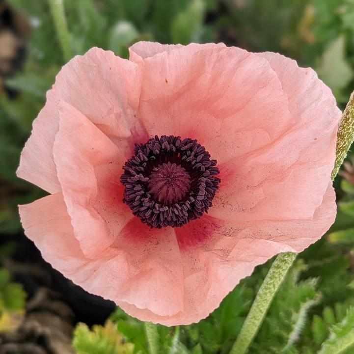 Carneum Oriental Poppy