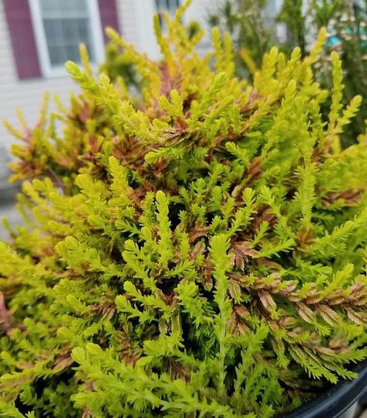 Carnival Heather