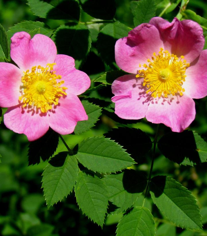 Carolina Rose