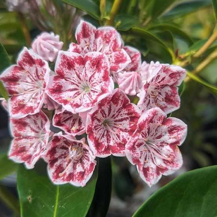 Carousel Mountain Laurel