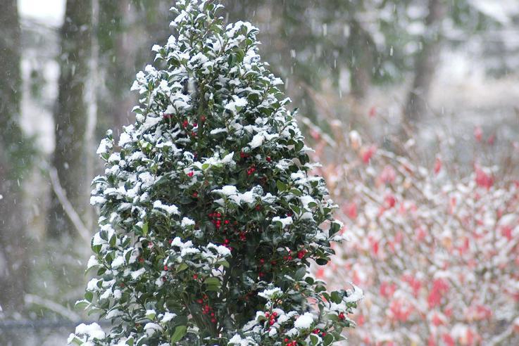 Castle Spire® Holly