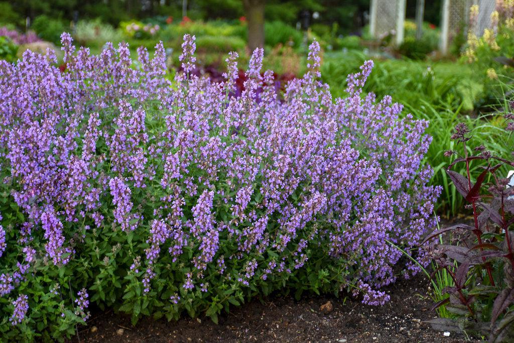 Cat's Meow Catmint