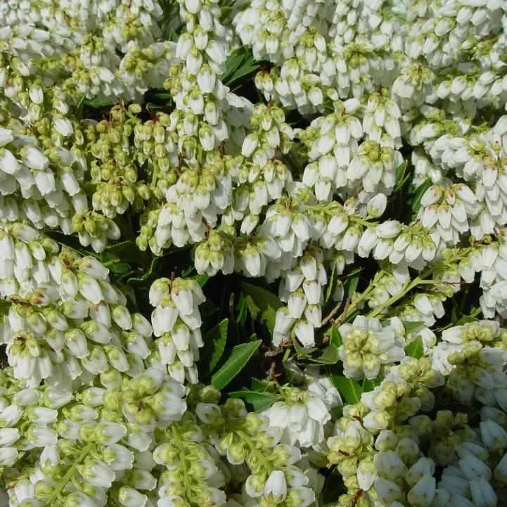 Cavatine Dwarf Andromeda