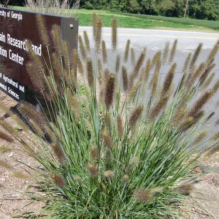 Cayenne® Sterile Fountain Grass
