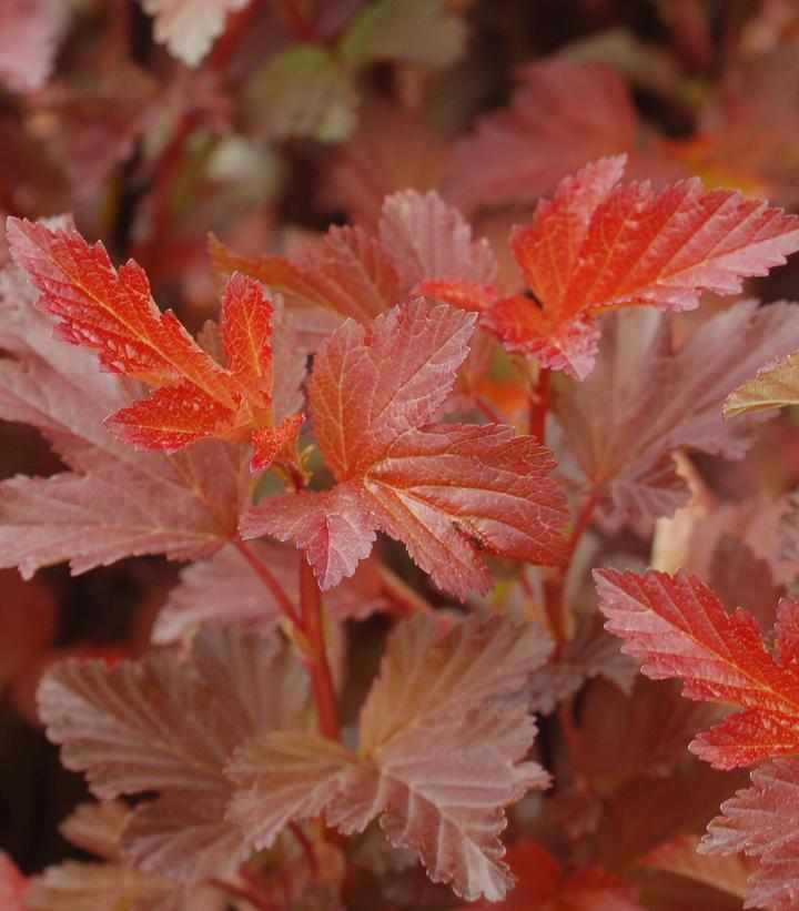 Center Glow Ninebark