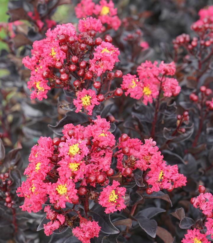 Center Stage® Pink Crapemyrtle