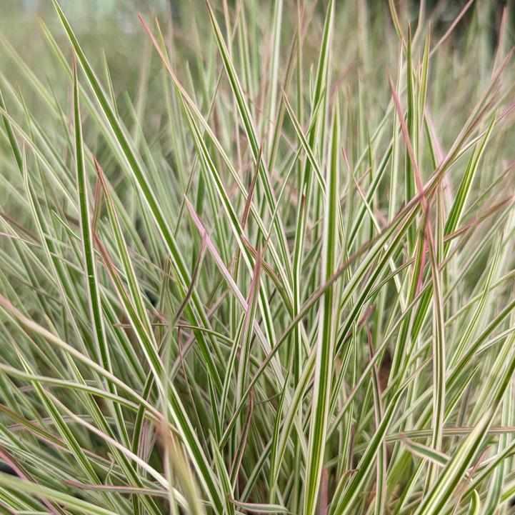 Chameleon Little Bluestem