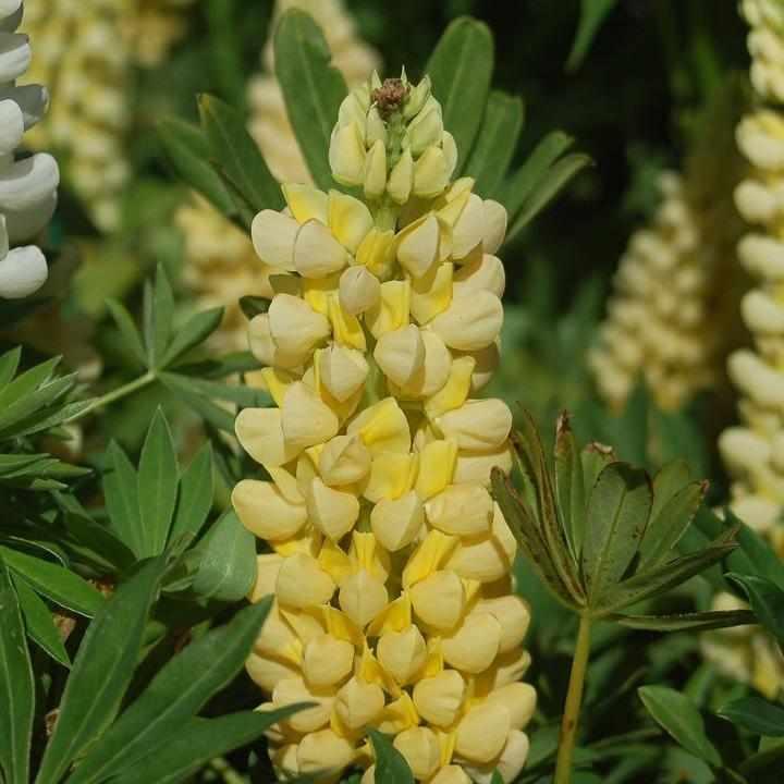 Chandelier Lupine