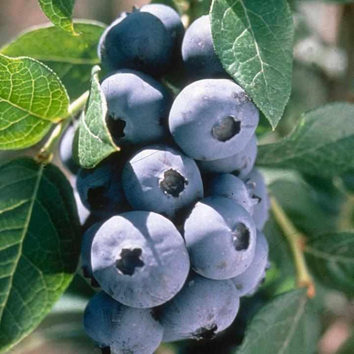 Chandler Highbush Blueberry