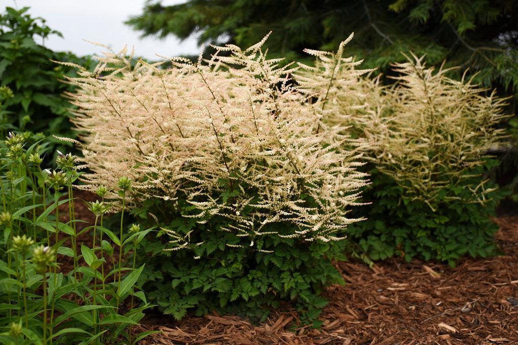 Chantilly Lace Goatsbeard