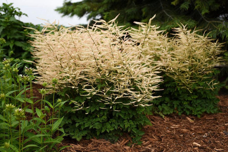 Chantilly Lace Goatsbeard