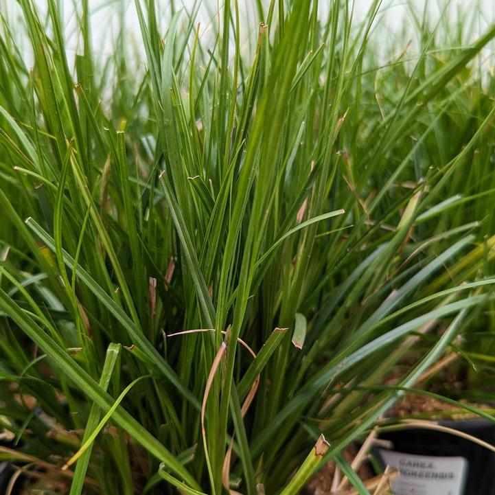 Cherokee Sedge