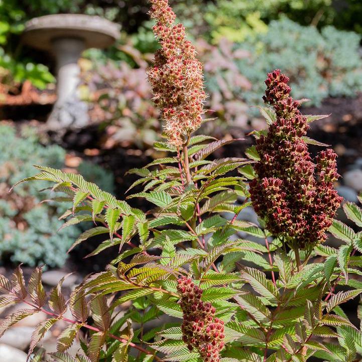 Cherry on Top® Sorbaria