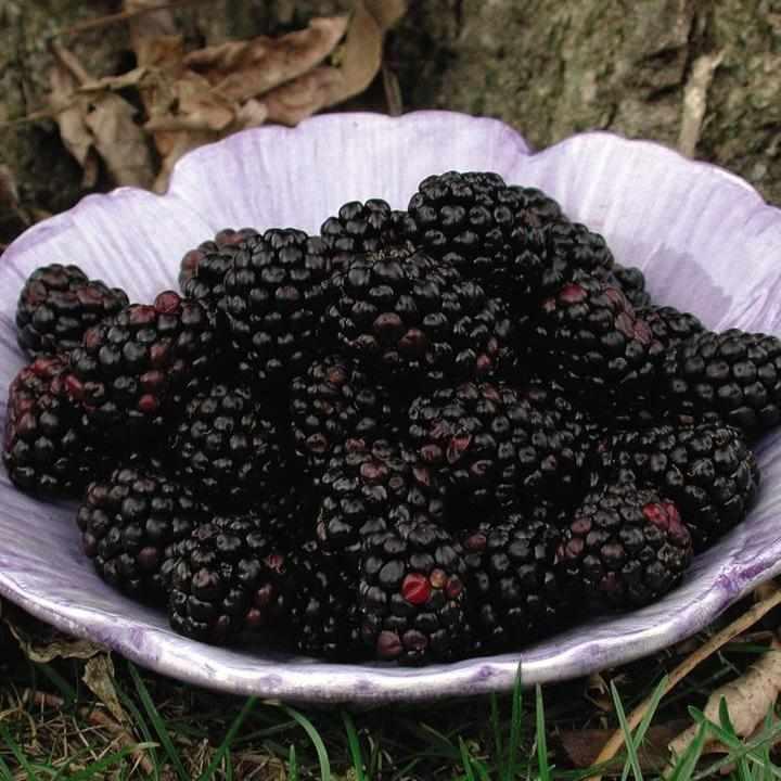 Chester Blackberry