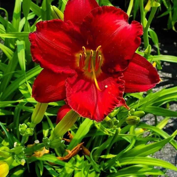 Chicago Apache Daylily