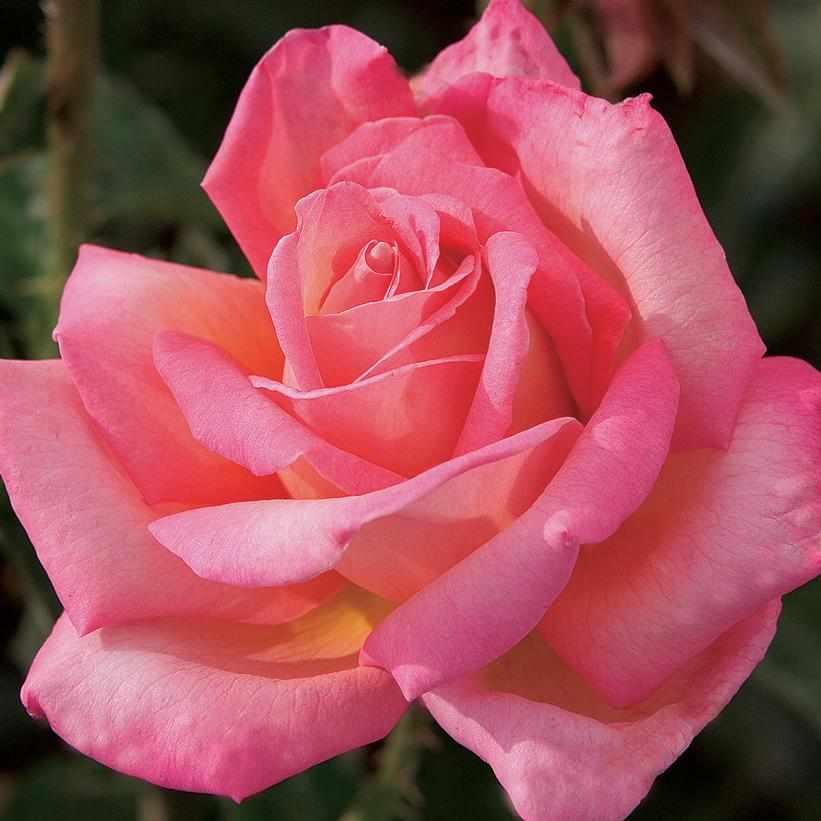 Chicago Peace Rose Hybrid Tea Rose