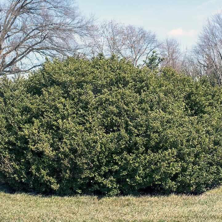 Chilly Willy Japanese Holly