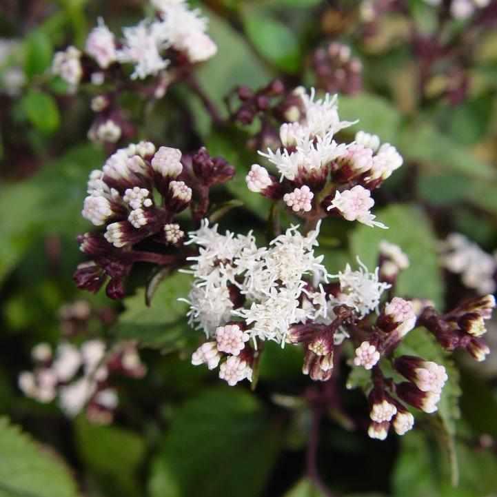 Chocolate Snakeroot