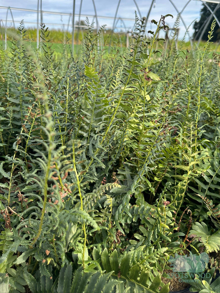 polystichum-acrostichoides-christmas-gfern