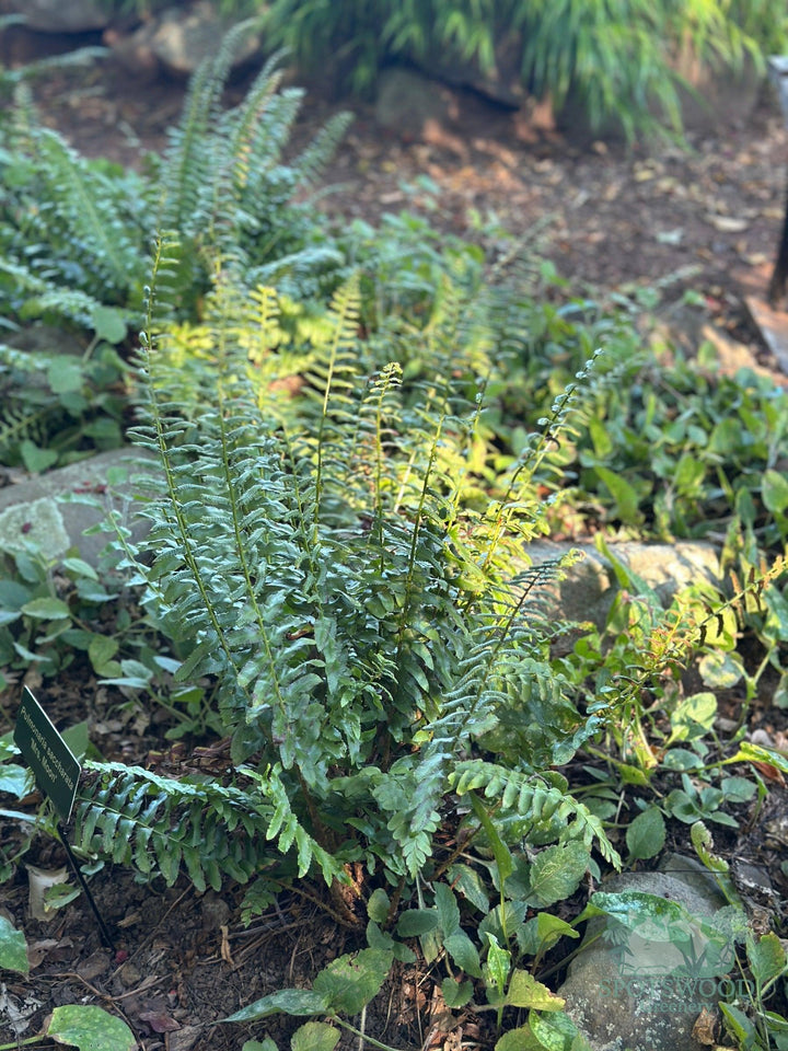 polystichum-acrostichoides-christmas-gfern