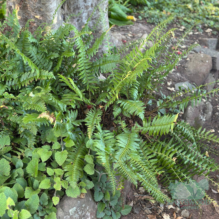 polystichum-acrostichoides-christmas-gfern