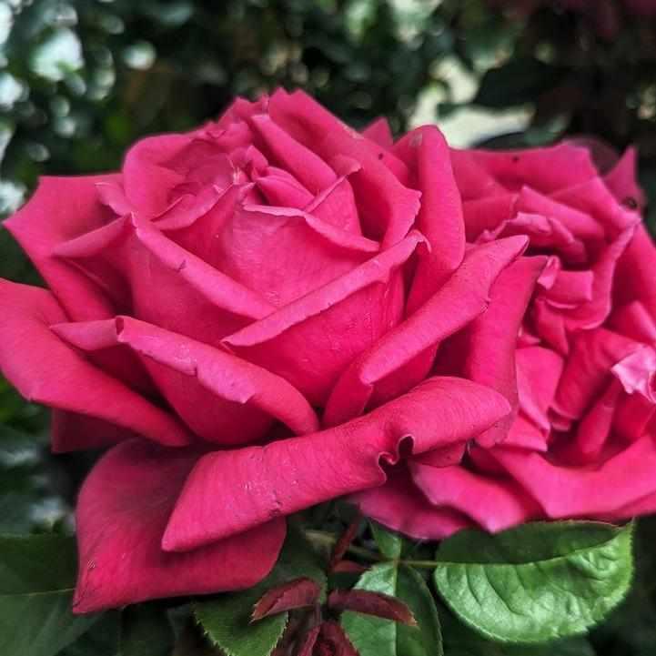 Chrysler Imperial Hybrid Tea Rose