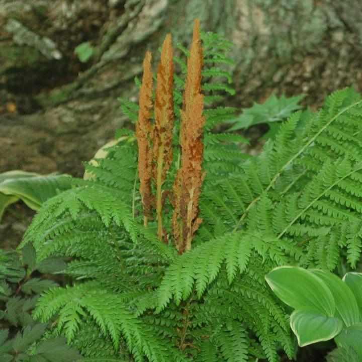 Cinnamon Fern