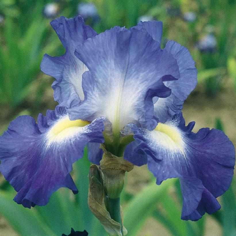 City Lights Bearded Iris