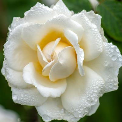 Cloud 10™ Climbing Rose